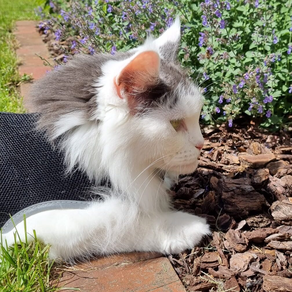 Tabby - Wiebkes Maine Coon Katze